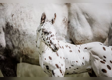 Appaloosa, Hengst, Fohlen (05/2026), Tigerschecke