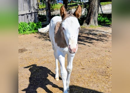 Appaloosa, Hengst, Veulen (05/2026), 150 cm, Grullo