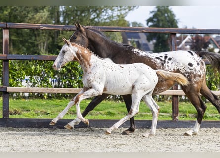 Appaloosa, Hengst, Veulen (05/2025), Appaloosa