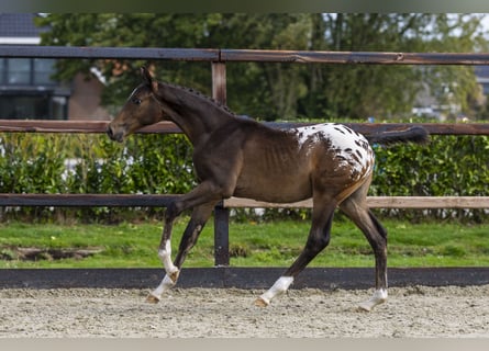 Appaloosa, Hengst, Veulen (04/2025), Appaloosa