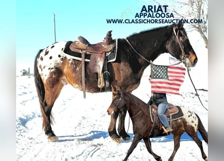 Appaloosa, Hongre, 10 Ans, 152 cm, Bai cerise