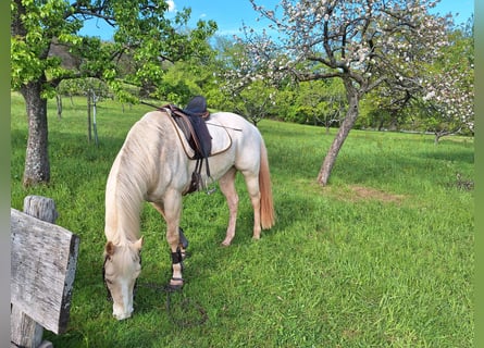Appaloosa, Hongre, 10 Ans, 158 cm, Cremello