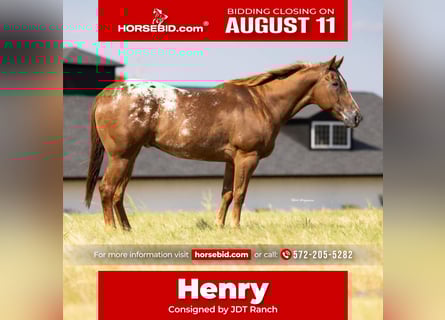 Appaloosa, Hongre, 10 Ans, 160 cm