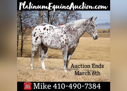 Appaloosa, Hongre, 12 Ans, 152 cm, Léopard