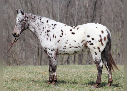 Appaloosa, Hongre, 12 Ans, Alezan cuivré