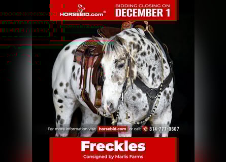 Appaloosa, Hongre, 13 Ans, 152 cm, Léopard