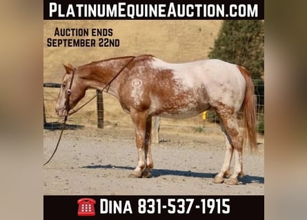 Appaloosa, Hongre, 14 Ans, 142 cm, Alezan brûlé