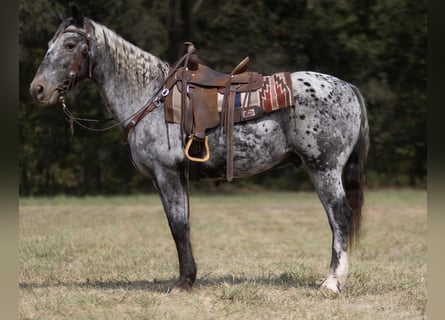 Appaloosa, Hongre, 14 Ans, 152 cm, Rouan Bleu