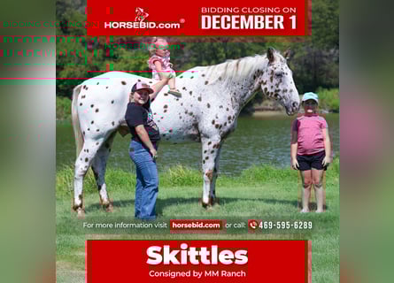 Appaloosa, Hongre, 15 Ans, 152 cm, Alezan brûlé