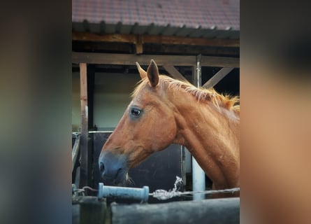 Appaloosa, Hongre, 18 Ans, 154 cm, Alezan