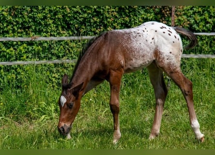 Appaloosa, Hongre, 1 Année, Roan-Bay