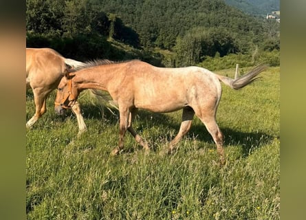 Appaloosa, Hongre, 2 Ans, 150 cm