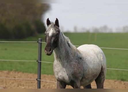 Appaloosa, Hongre, 2 Ans