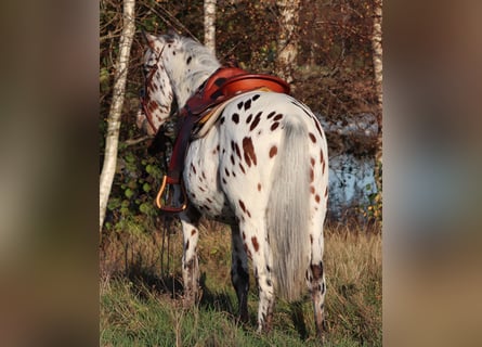 Appaloosa Croisé, Hongre, 3 Ans, 148 cm, Léopard