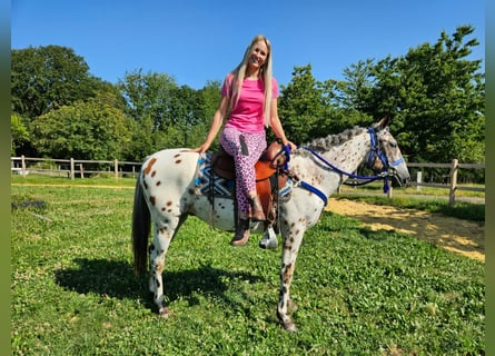 Appaloosa, Hongre, 3 Ans, 150 cm, Léopard