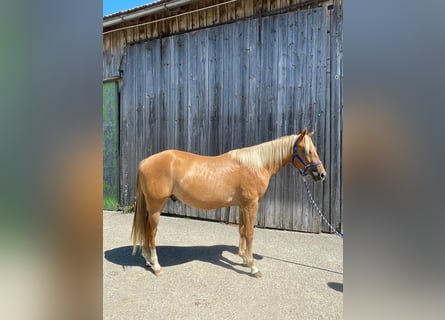Appaloosa, Hongre, 3 Ans, 150 cm