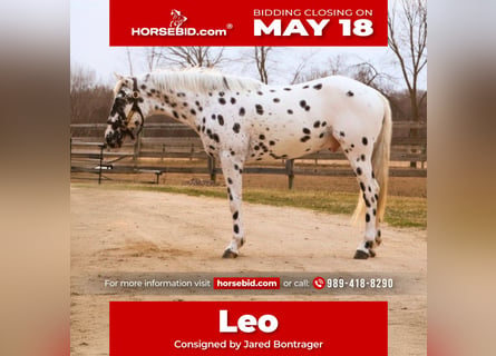 Appaloosa, Hongre, 3 Ans, Léopard