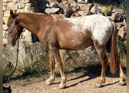 Appaloosa Croisé, Hongre, 4 Ans, 139 cm