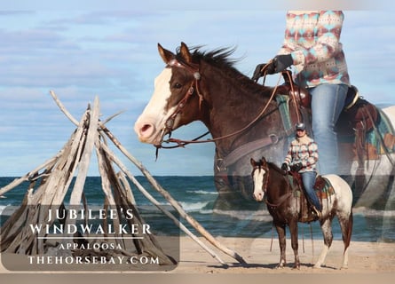 Appaloosa, Hongre, 4 Ans, 152 cm, Alezan brûlé