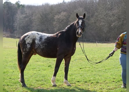 Appaloosa Croisé, Hongre, 4 Ans, 153 cm, Overo-toutes couleurs