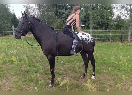 Appaloosa, Hongre, 4 Ans, 158 cm, Léopard