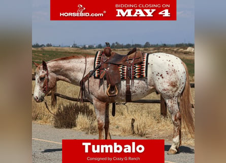 Appaloosa, Hongre, 4 Ans, Alezan