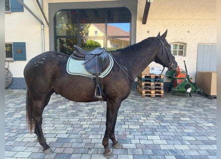 Appaloosa, Hongre, 6 Ans, 161 cm, Bai brun