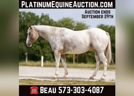 Appaloosa, Hongre, 7 Ans, 150 cm, Rouan Rouge