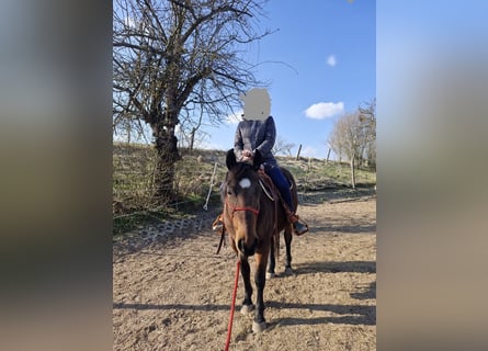 Appaloosa, Hongre, 7 Ans, 156 cm, Bai