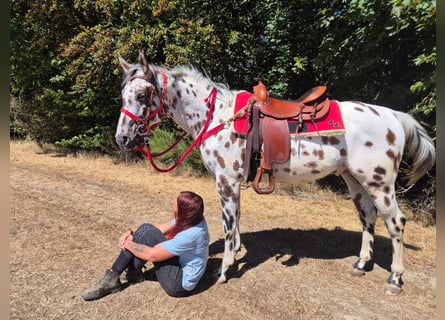 Appaloosa Croisé, Hongre, 7 Ans, 157 cm, Léopard