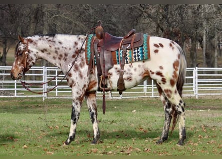 Appaloosa, Hongre, 7 Ans, Alezan brûlé