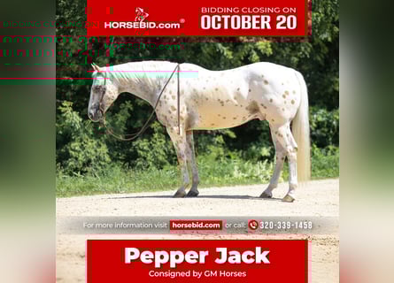 Appaloosa, Hongre, 8 Ans, 152 cm, Palomino