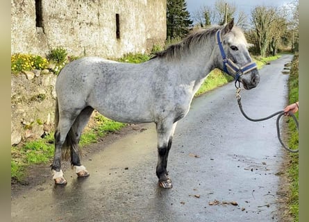 Cheval 2025 gris moucheté