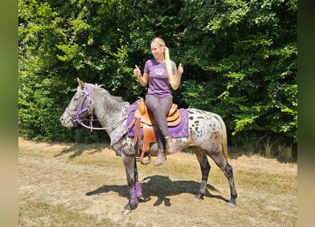 Appaloosa, Jument, 13 Ans, 148 cm, Léopard