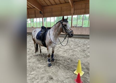 Appaloosa, Jument, 13 Ans, 165 cm, Gris (bai-dun)