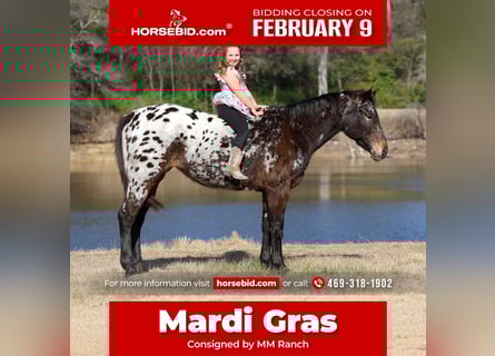 Appaloosa, Jument, 14 Ans, 152 cm