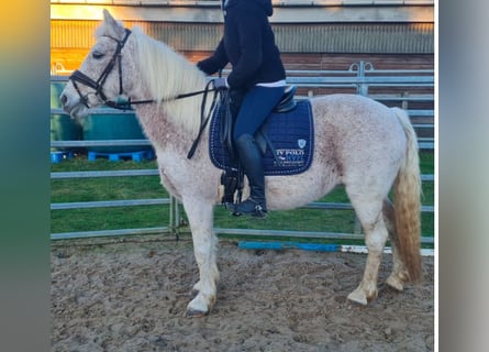 Appaloosa, Jument, 15 Ans, 140 cm, Gris