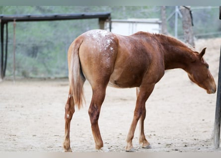 Appaloosa Croisé, Jument, 2 Ans, 156 cm, Léopard