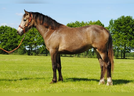 Appaloosa Croisé, Jument, 2 Ans, 160 cm, Isabelle
