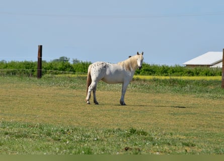 Appaloosa, Jument, 3 Ans, 150 cm, Léopard