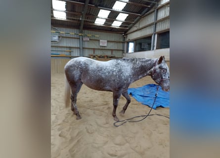 Appaloosa, Jument, 3 Ans, 160 cm, Léopard