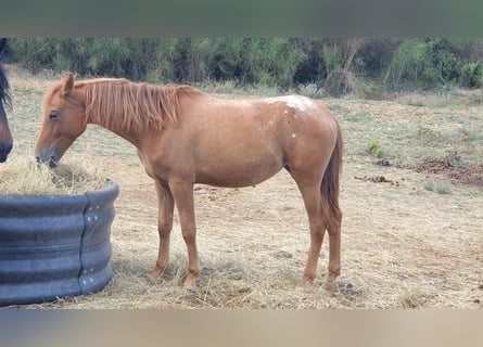 Appaloosa, Jument, 4 Ans, 145 cm