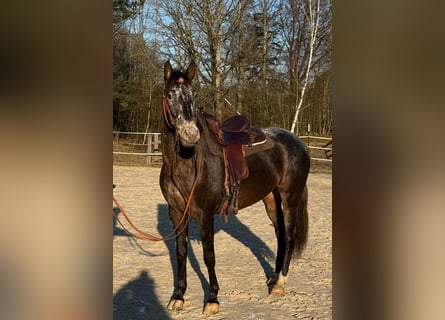 Appaloosa Croisé, Jument, 5 Ans, 156 cm