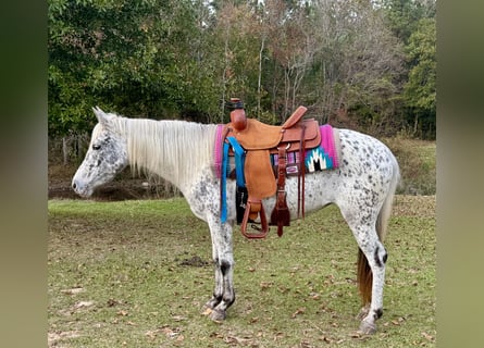 Appaloosa, Jument, 7 Ans, 140 cm, Léopard