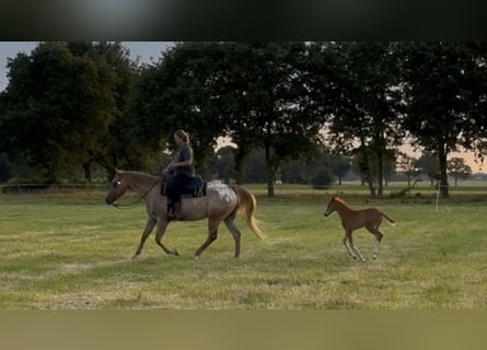 Appaloosa, Jument, 7 Ans, 165 cm, Rouan Rouge