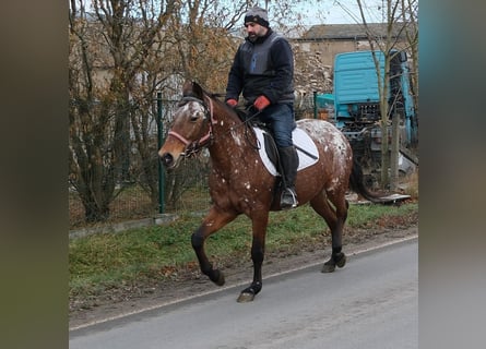 Appaloosa, Jument, 8 Ans, 152 cm, Léopard