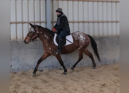 Appaloosa, Jument, 9 Ans, 154 cm, Léopard