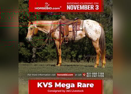 Appaloosa, Jument, 9 Ans, 155 cm, Alezan brûlé