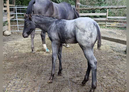 Appaloosa, Jument, Poulain (07/2024), 156 cm, Noir