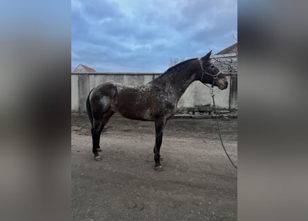 Appaloosa, Klacz, 11 lat, 158 cm, Gniadodereszowata